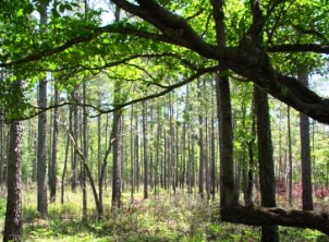 Texas Big Thicket National Preserve