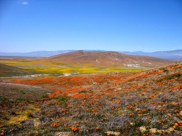 The Antelope Valley California 