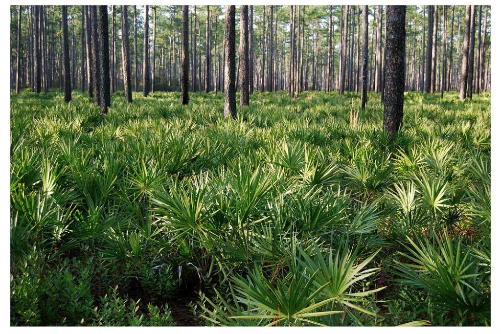Florida’s Cary State Forest