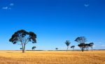 The Australian countryside
