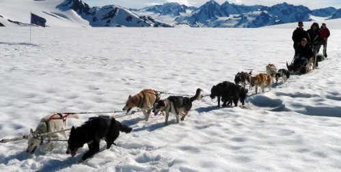 Dog sledging, Alaska