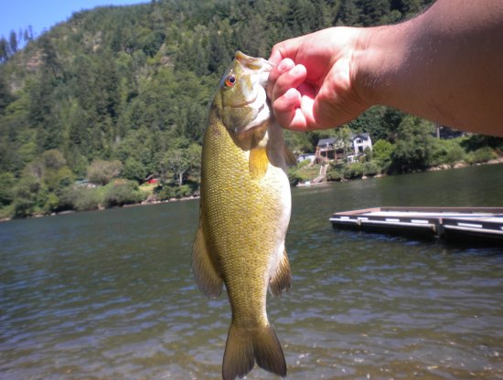 techniques on bass fishing