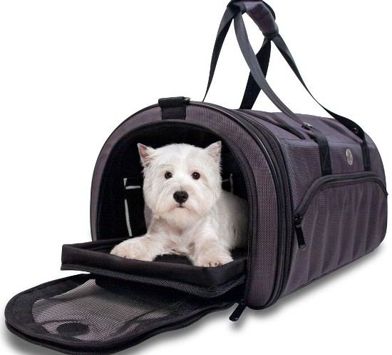 camping gears for dogs