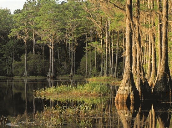 tips for hiking in swamps