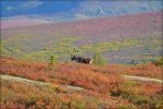 Camping Destinations for 2012 – Denali National Park