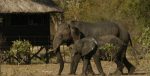South Africa, Elephant Camp
