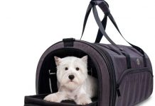 camping gears for dogs