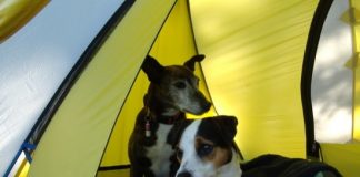 dog friendly campsites in the US