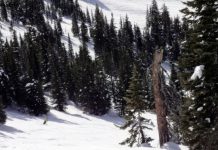 tips to snowboard through trees
