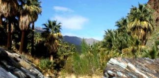 palm springs indian canyons
