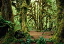 Most haunted forests in the world to camp