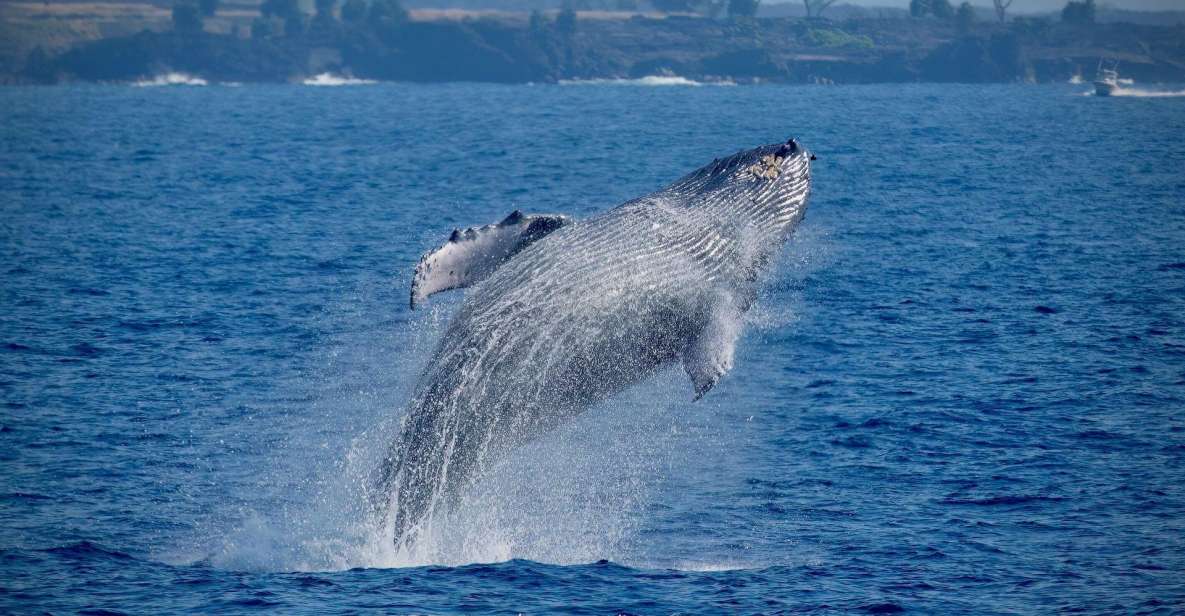 Big island: kona super raft whale watch analyzing the value