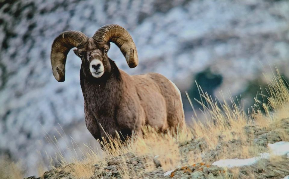 Gardiner: yellowstone national park half day guided hike why choose the gardiner guided hike?