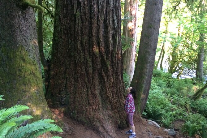 Guided forest hike to seattle waterfalls incl. snoqualmie falls the itinerary in detail