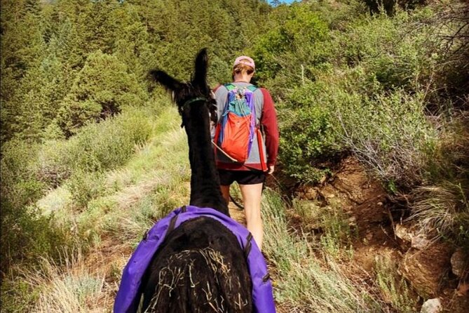 Guided llama hike in the rocky mountains itinerary breakdown