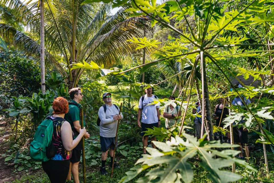 Maui: rainforest waterfalls guided hike with picnic lunch a taste of culture and local flora
