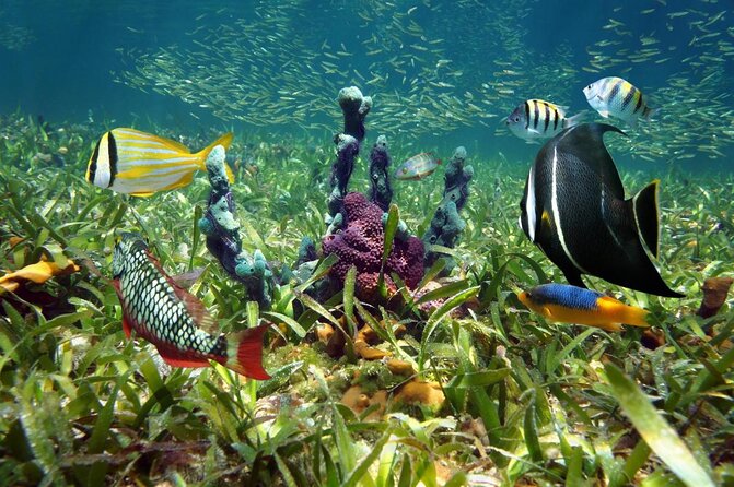 Private fishing charter from ramrod key the sum up: who should book this trip?