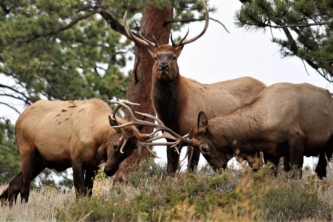 Rocky mountain full day private tour & hike from denver / boulder highlights of the rocky mountain private tour & hike