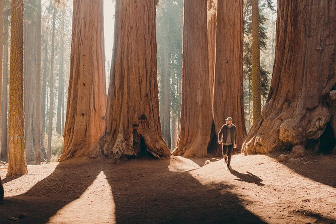Sequoia full day private tour and hike how the experience comes together