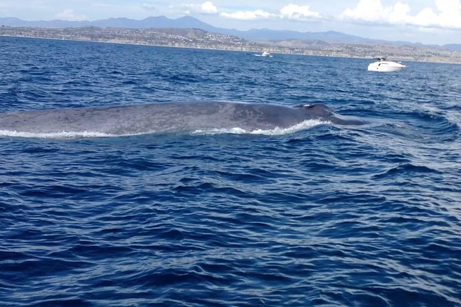 Whale watching and fishing combination excursions navigating the dana point adventure