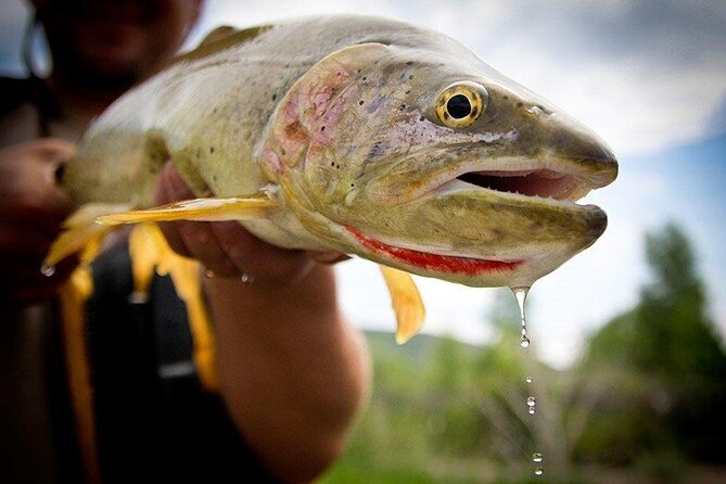 Full day montana fly fishing adventure highlights of the full day montana fly fishing adventure
