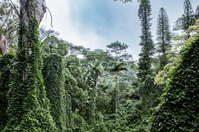 Private tour hike diamond head & hawaiian waterfall itinerary & hike details: what you can expect